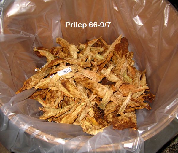 Garden20250922_7681_Prilep66_9_7_curedInBasket_600.jpg