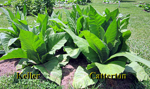 Garden20120613_238_KellerCatterton_300.jpg