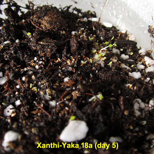 Garden20230306_6881_XanthiYaka18a_germination_da5_500.jpg