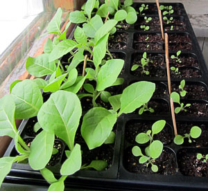Garden20120417_130_TrayA2_5wks_300.jpg