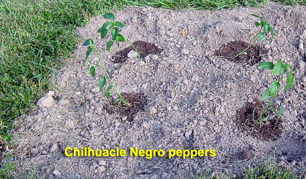 Garden20230511_6970_ChilhuacleNegro_inBed_600.jpg