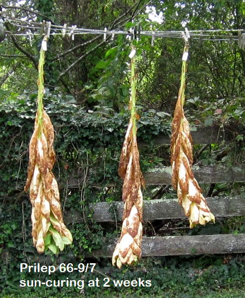Garden20250830_7659_Prilep66_9_7_sunCure_2wks_600v.jpg