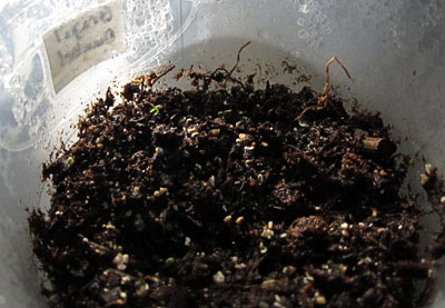 Garden20140314_1126_sproutlings_400.jpg