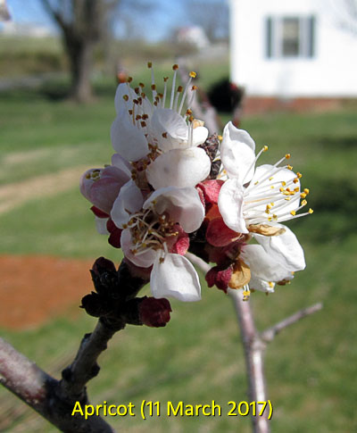 Garden20170311_2483_ApricotBlossoms_400.jpg