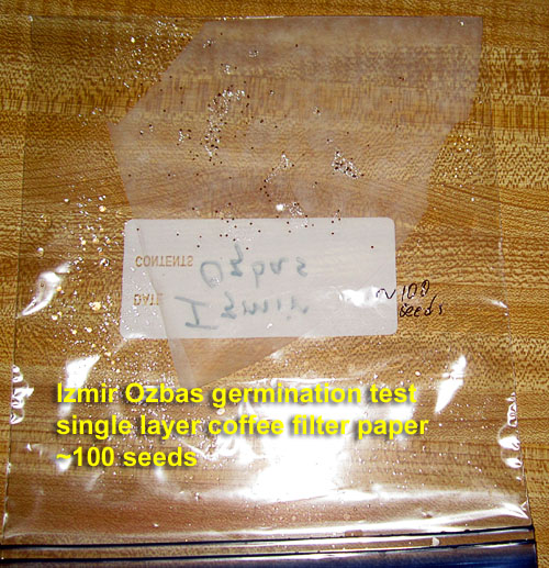 Garden20260120_7713_IzmirOzbas_germinationTest_start_500.jpg