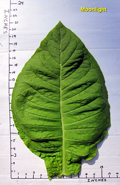 Garden20130809_866_Moonlight_leafSize_400.jpg