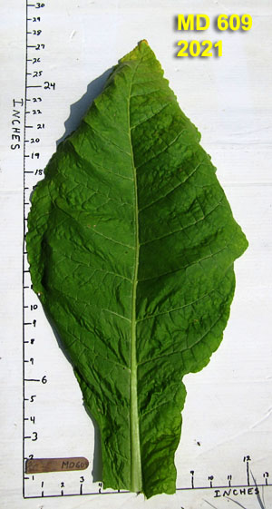 Garden20210805_5956_MD609_leafSize_300.jpg