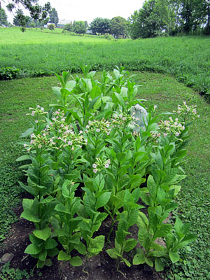 Garden20130718_798_OrientalBed_300.jpg