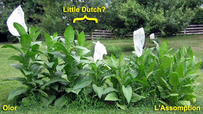Garden20210716_5860_LittleDutch_bigDuh_700.jpg