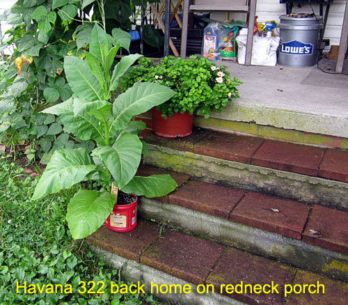 Garden20170812_2970_Havana322_backOnPorch_500.jpg