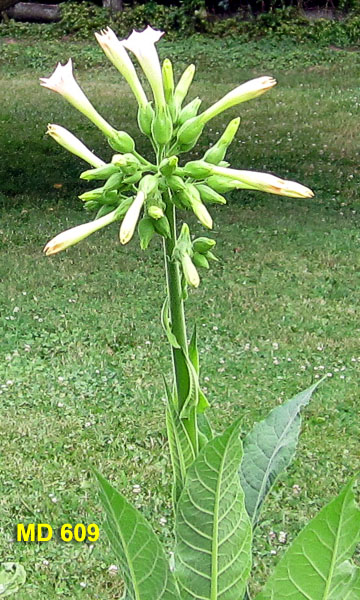 Garden20210718_5871_MD609_blossomHead_600v.jpg