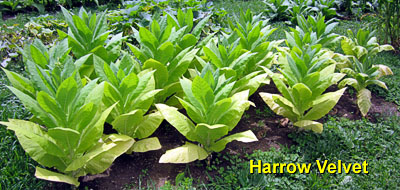 Garden20130714_781_Harrow_bed_400.jpg