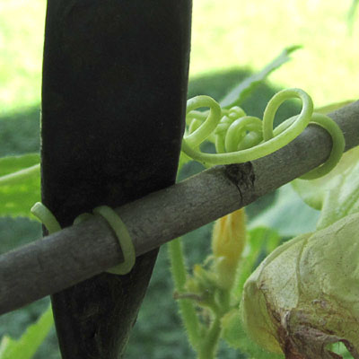 Garden20230714_7113_cukeClimbingCareer03_400.jpg