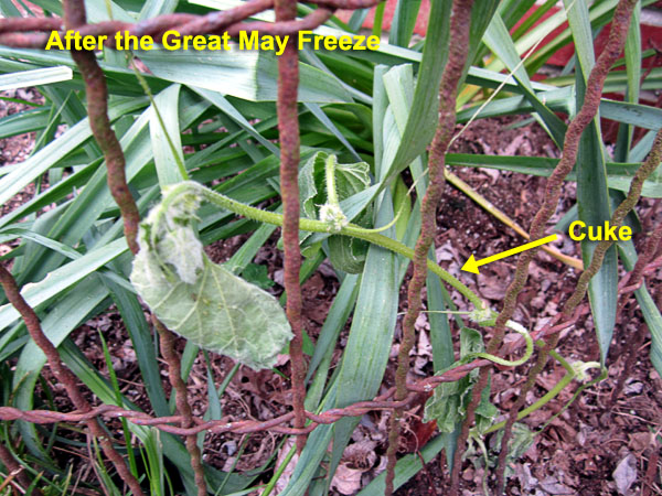 Garden20200513_5093_porchGarden_Cuke_600.jpg