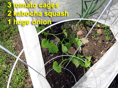 Garden20200523_5147_kabochaPlants_400.jpg