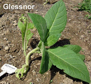 Garden20130603_655_Uncrook16da_Glessnor_300.jpg