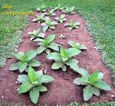 Garden20140621_1243_OlorComparisons_400.jpg