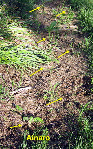 Garden20220529_6364_Ainaro_bed_300.jpg