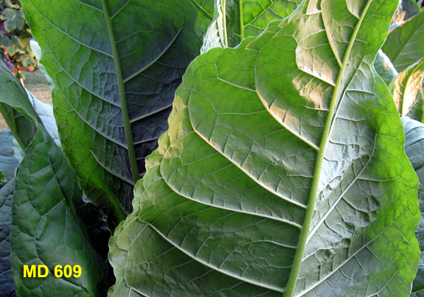 Garden20210704_5832_MD609_leafTextureUnderside_600.jpg