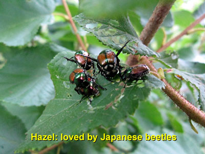 Garden20140628_1277_hazel_JapaneseBeetles_400.jpg