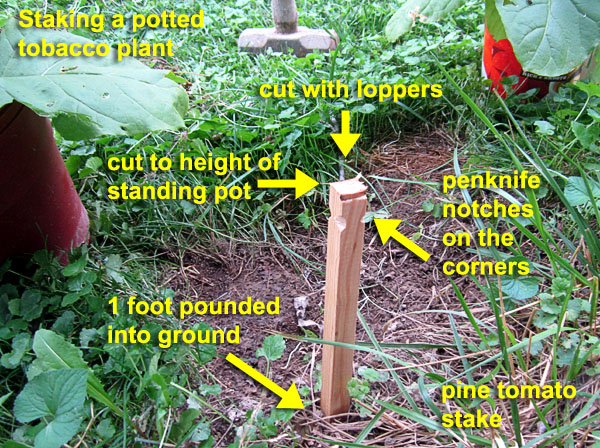 Garden20220627_6495_stakingPottedPlant01_600.jpg