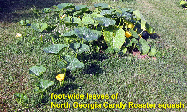 Garden20220629_6505_NGaCandyRoasterSquash_600.jpg