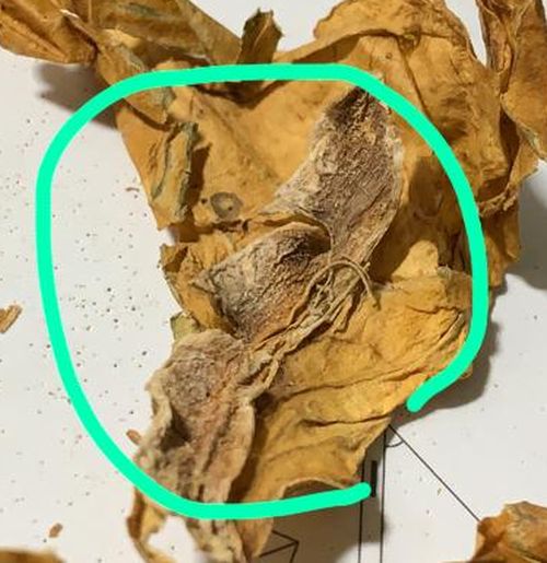 can cigarettes get moldy green spots on tobacco leaves | Page 5 | Fair Trade Tobacco