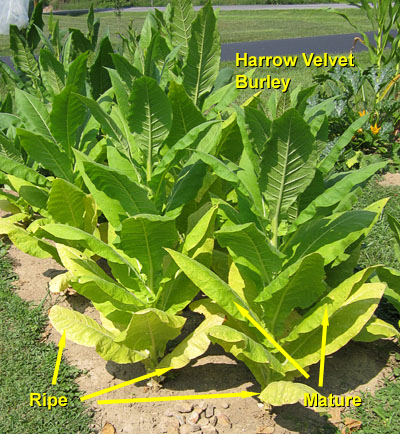 Garden20140730_1388_HarrowVelvet_maturity_400.jpg