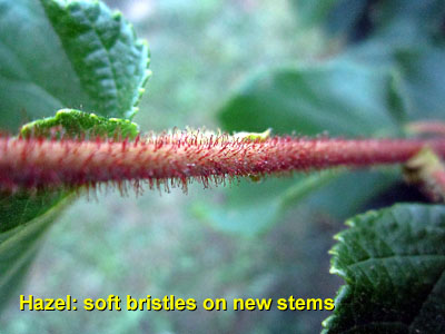 Garden20140628_1282_hazel_bristlesOnStem_400.jpg