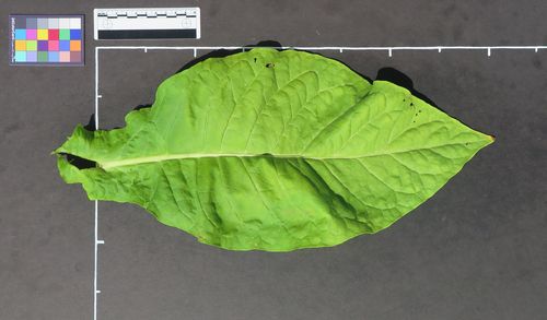 TexasCuban_Pi408942_ leaf_500px_72dpi.jpg