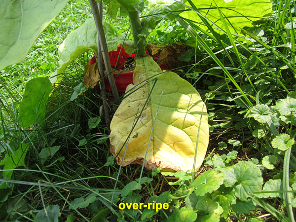 Garden20210721_5884_RipeOMeter_overRipe_600.jpg