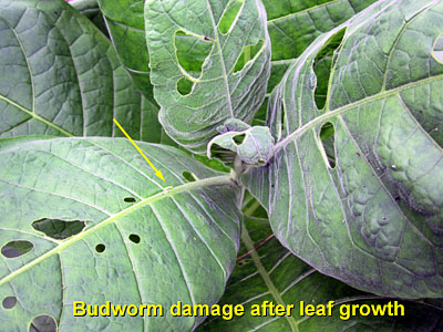 Garden20130707_752_budwormDamage_400.jpg