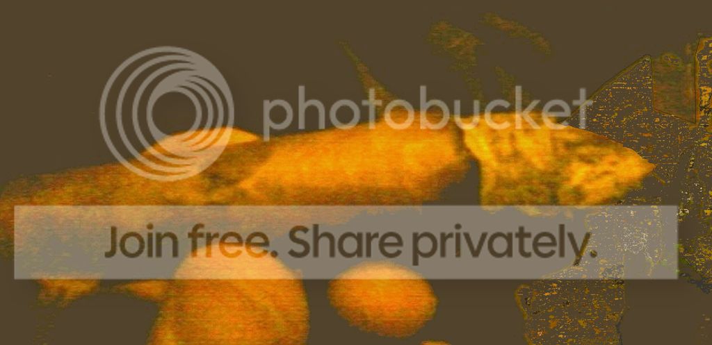 noname%20copy_zpsft3khevn.jpg%7Eoriginal