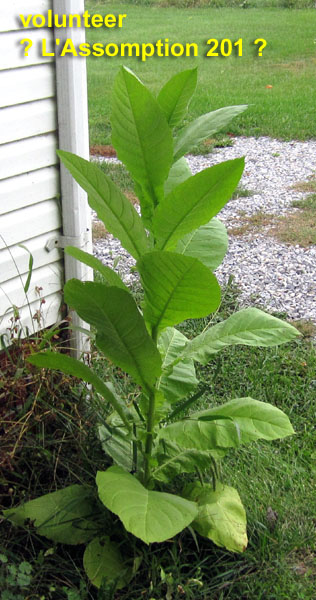 Garden20251007_7690_LAssomption201_volunteer_600v.jpg
