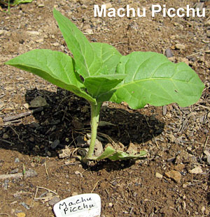 Garden20130603_653_Uncrook16da_MachuPicchu_300.jpg