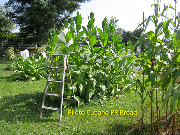 Garden20180816_3811_PilotoCubanoPRBroad_bed_600.jpg