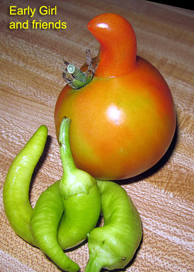 Garden20170719_2881_EarlyGirlTomato_horned_400.jpg