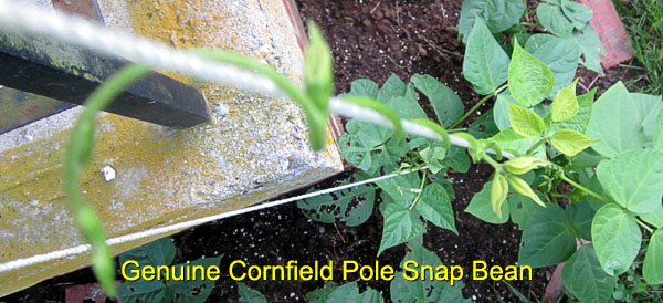 Garden20170611_2705_cornfieldBean_vine_600.jpg