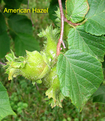 Garden20190620_4437_AmericanHazel_400.jpg