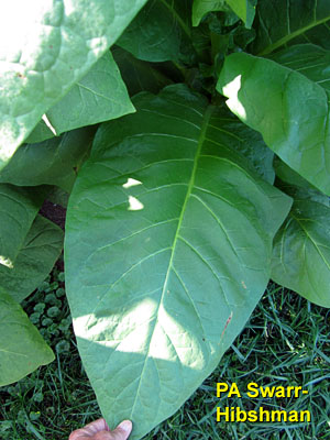 Garden20140805_1421_PASwarrHibshman_leaf_300.jpg
