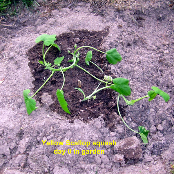 Garden20250511_7562_yellowScallopSquash_600.jpg