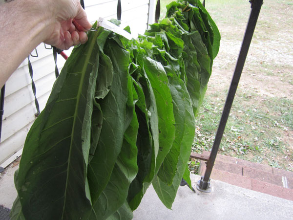 Dominican Andullo Curing | Fair Trade Tobacco