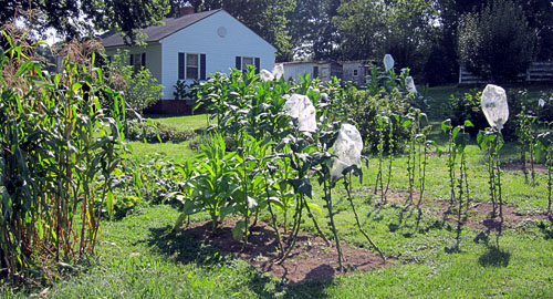Garden20130816_904_entireGarden_oblique_500.jpg