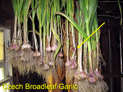 Garden20170618_2741_CzechGarlic_hanging_400.jpg