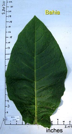 Garden20150904_2069_Bahia_leafSize_300.jpg
