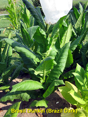 Garden20140805_1417_BrasilDunkel_300.jpg