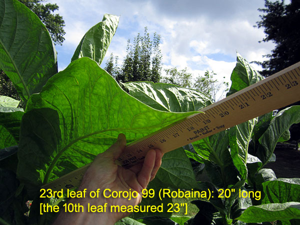 Garden20170823_3008_Corojo99_23rdLeaf_600.jpg