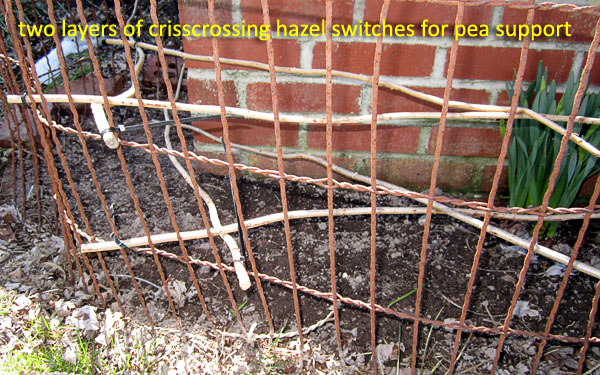 Garden20180317_3462_peaPatch_hazelSwitches_600.jpg