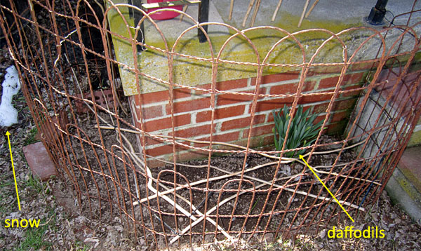 Garden20180317_3461_peaPatch_600.jpg