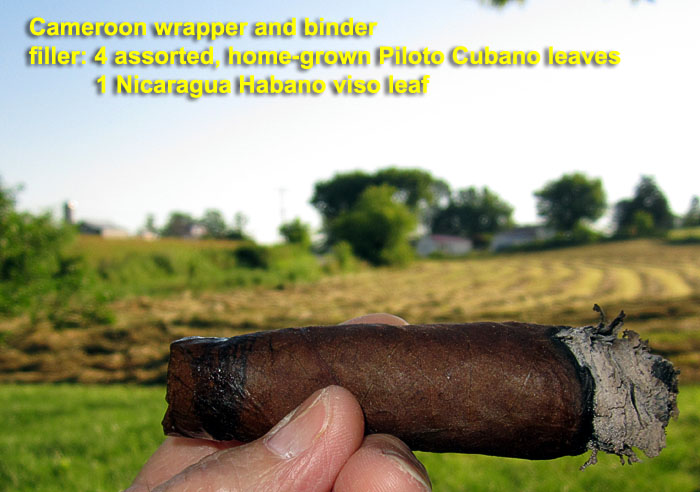 Garden20200626_5188_cigar_Cameroon_700a.jpg